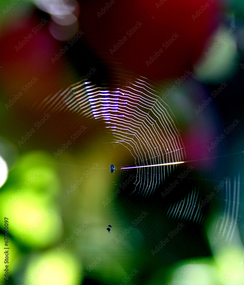 Spider web in nature, close up Spider web in nature, close up