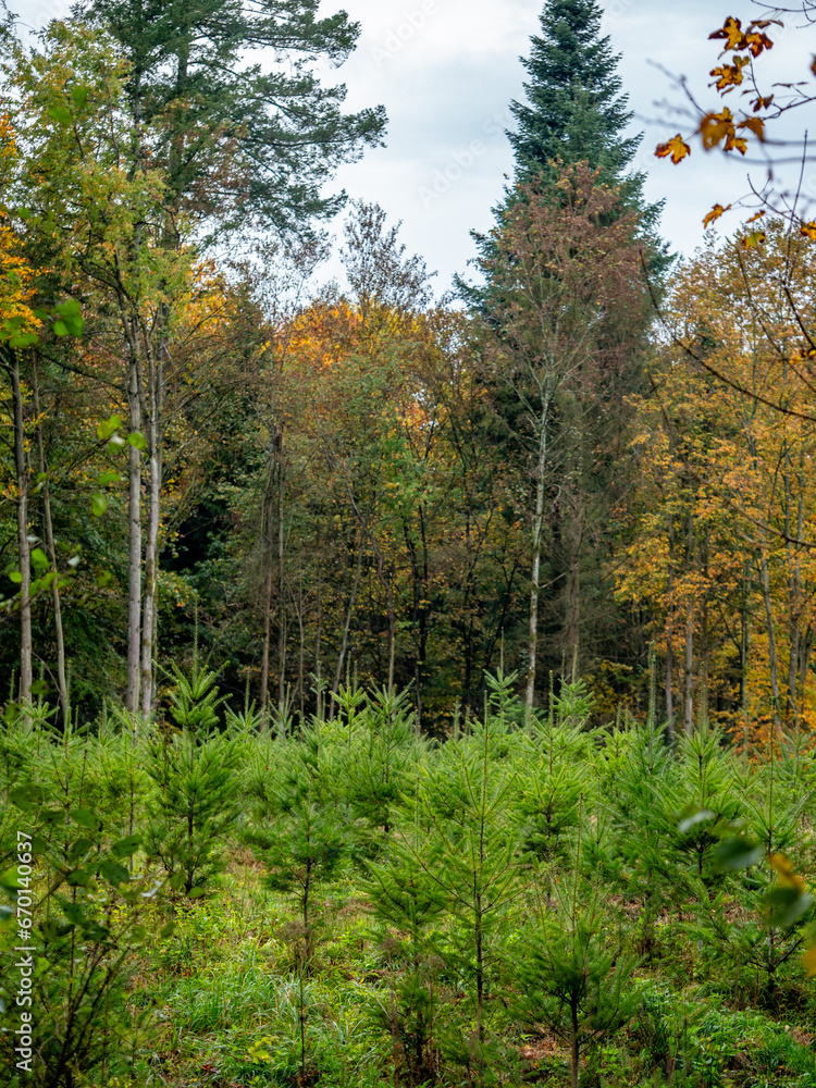 Fototapeta premium Wiederaufforstung im Mischwald
