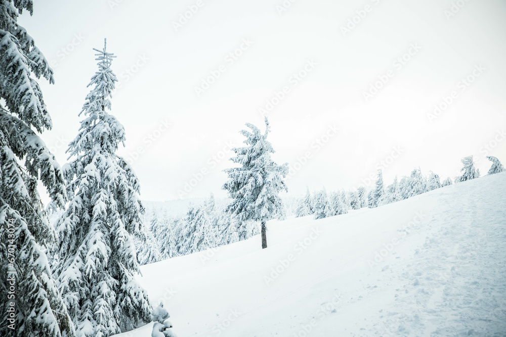 Obraz premium amazing winter landscape with snowy fir trees in the mountains