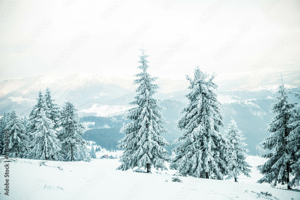 Fototapeta premium amazing winter landscape with snowy fir trees in the mountains