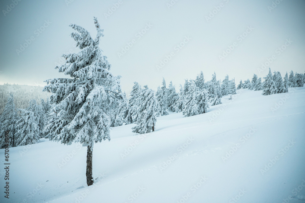 amazing winter landscape with snowy fir trees in the mountains amazing winter landscape with snowy fir trees in the mountains