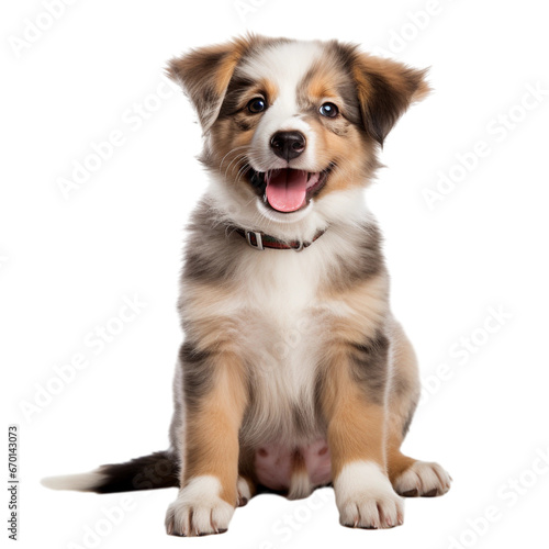 Puppy playing / motion isolated on transparent background photo