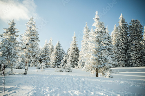 amazing winter landscape with snowy fir trees in the mountains