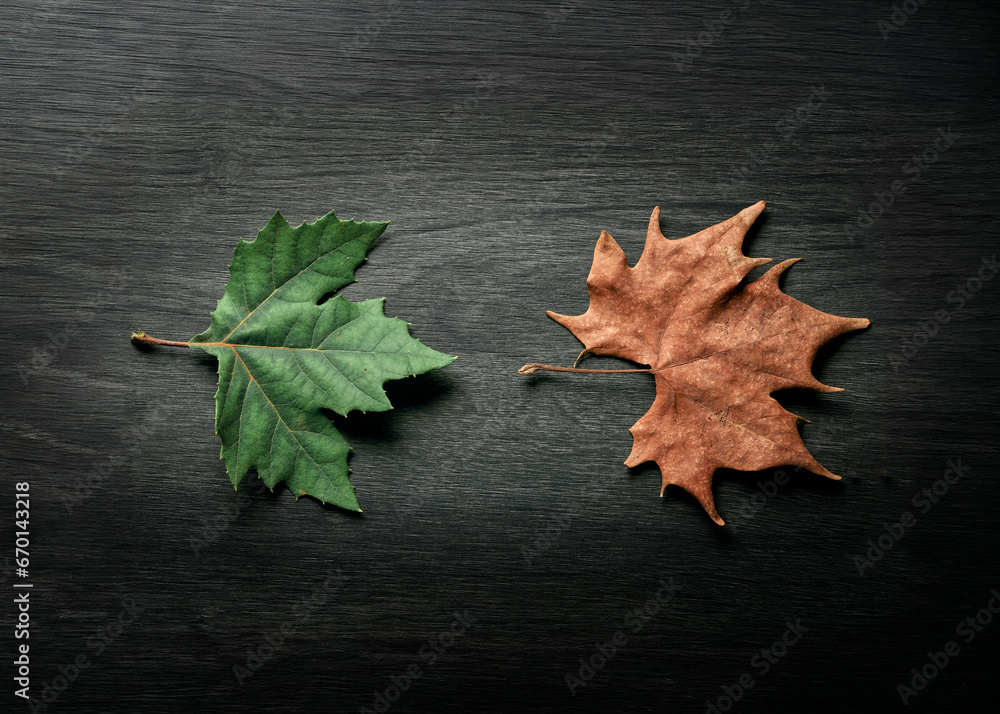 Photo composition of dry and fresh leaves isolated on black wooden background