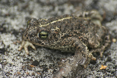 Closeup on an adult of the endangered European Natterjack toad, Bufo calamita sitting on the ground