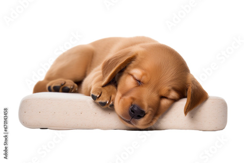 sleeping golden retriever puppy isolated on transparent background
