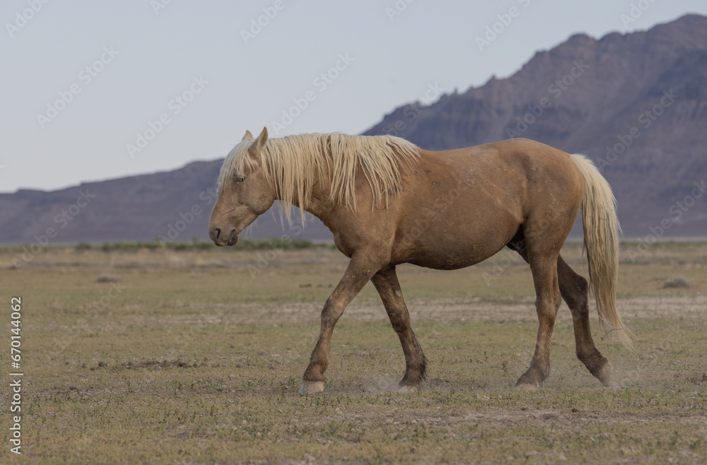 Wild Horse in Springtime in the Utah Desert Wild Horse in Springtime in the Utah Desert