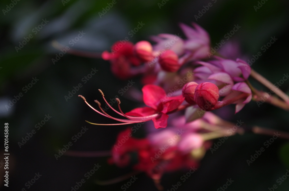 Beauty bush flower (Clerodendrum thomsoniae) Beauty bush flower (Clerodendrum thomsoniae)