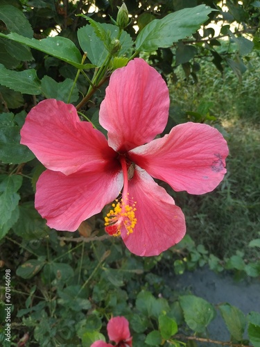 pink hibiscus flower in garden