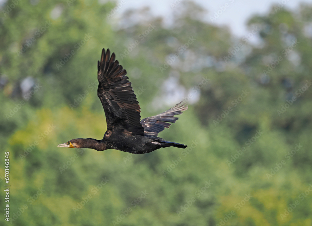 Kormoran im Flug Kormoran im Flug