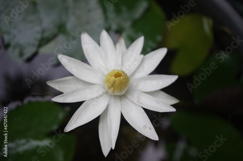 Lotus or water lily lives in the pond
