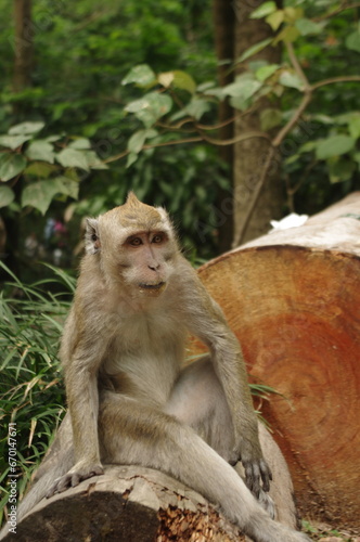 Long-tailed monkey  Macaca fascicularis  are considered pests for farmers