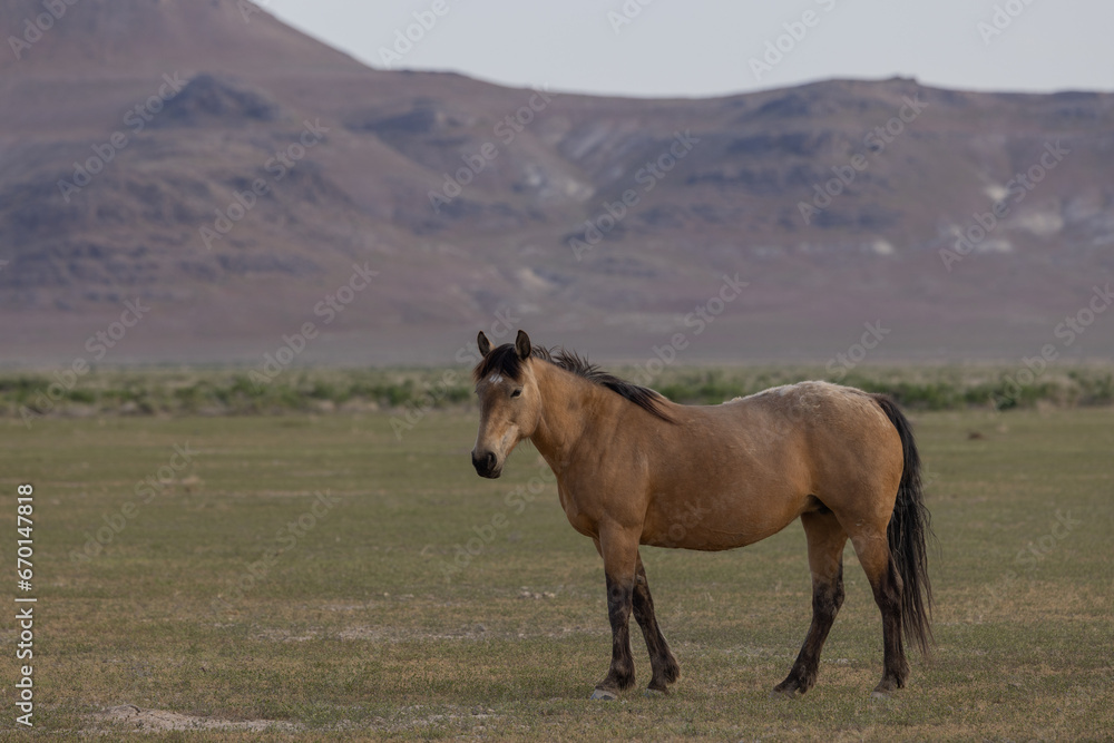 Wild Horse in Springtime in the Utah Desert Wild Horse in Springtime in the Utah Desert