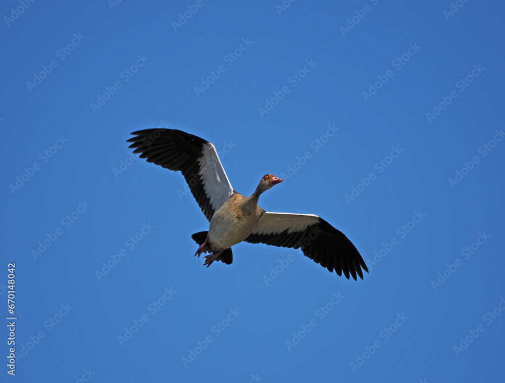 Obraz premium Fliegende Gans vor blauem Himmel