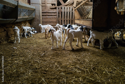 Baby goat kids in the farm hangar