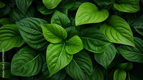 green leaves background