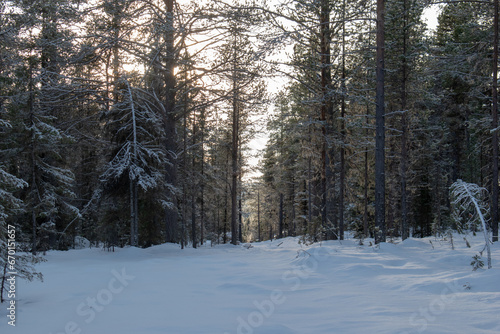 Magical winter landscape. Snow covered trees. Helsinki. Finland