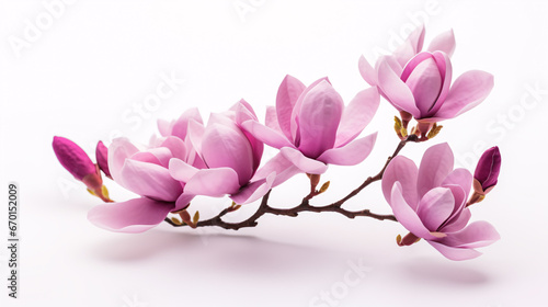 A lavender Magnolia felix stands out on a white backdrop. © ckybe