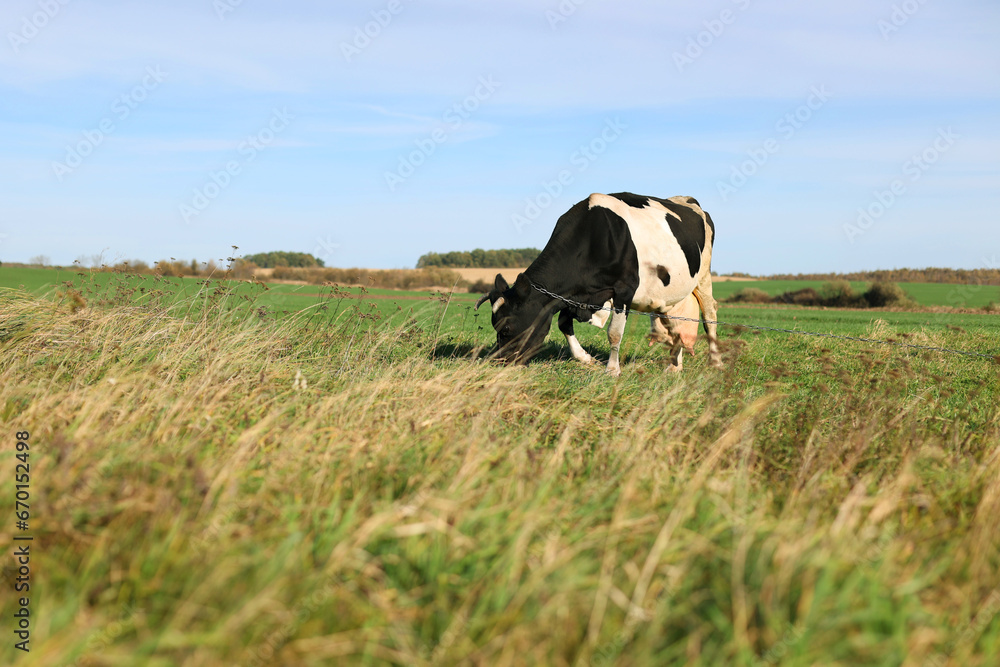 Cow in the field, green grass around. Cow eats grass, sunny day. Black and white cattle. A big udder in an old cow. A pasture where one cattle grazes, it was chained Cow in the field, green grass around. Cow eats grass, sunny day. Black and white cattle. A big udder in an old cow. A pasture where one cattle grazes, it was chained