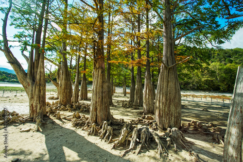 Quadro su tela So-named swamp cypress in southerm Russia