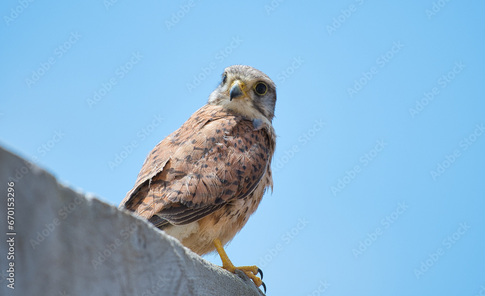 Kestrel bird waiting for a some prey.
Kestrel bird watching some prey from the top of a wall Kestrel bird waiting for a some prey.
Kestrel bird watching some prey from the top of a wall