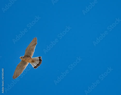 Kestrel bird flying in the blue sky.
A beautiful Kestrel bird fly high in the blue sky looking for some pray. Nature concept.