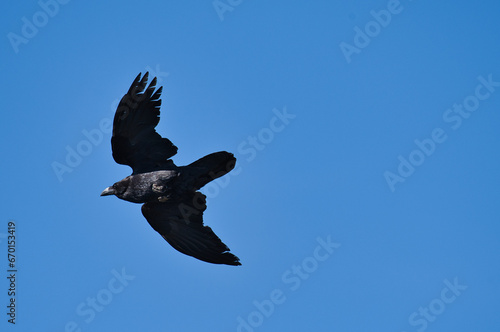 The Crow bird flying in the blue sky.
A black crow in the blue sky swooping in full sunny day, natural concept.