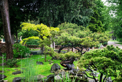 Japanese garden in Vienna with Japanese maple and orange vlossom of rhododendrons. Garden  path in Botanical garden o