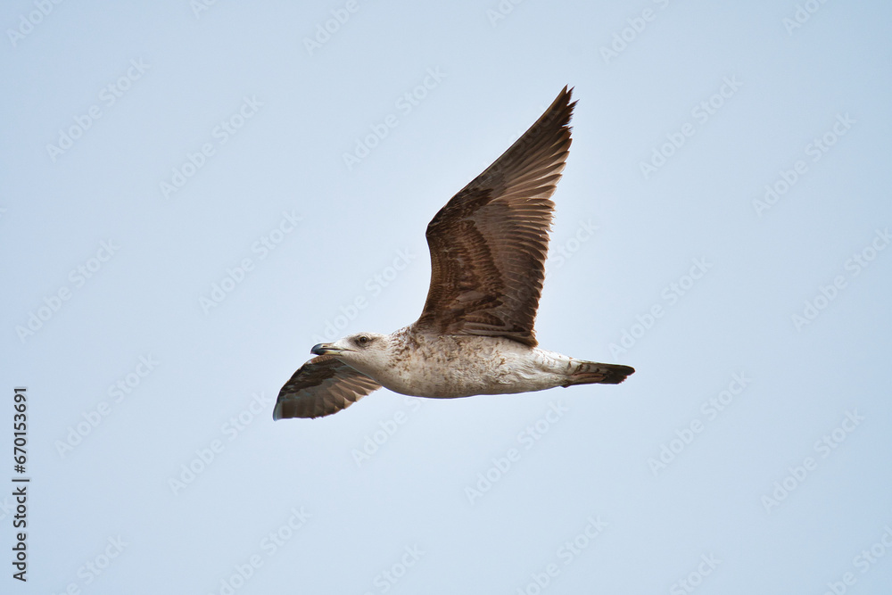 Obraz premium Seagull fly in the sky. A Seagull bird fly in the sky near the coast, symbol of freedom, respect animal and nature