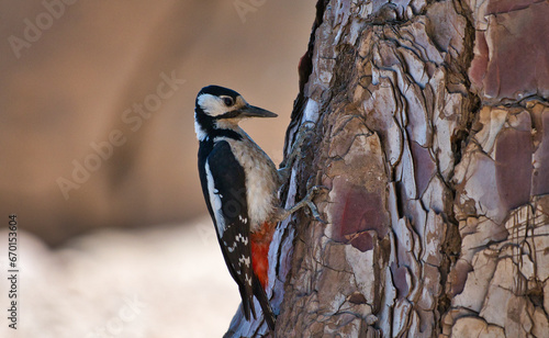Great Spotted Woodpecker.
Great Spotted Woodpecker perched on a pine tree in the mountain , nature concept.