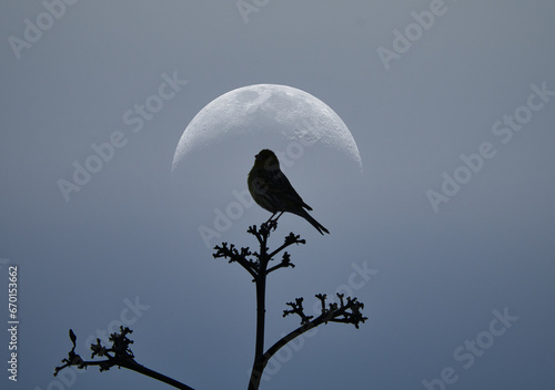 Silhouette of a canary bird in the sky.
A small canary bird resting on a branch of a tree whit a beautiful moon in the background