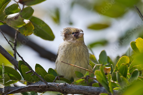 Canary bird on the tree.
A small Canary Bird relaxing on a tree whit a visible bump on its face.