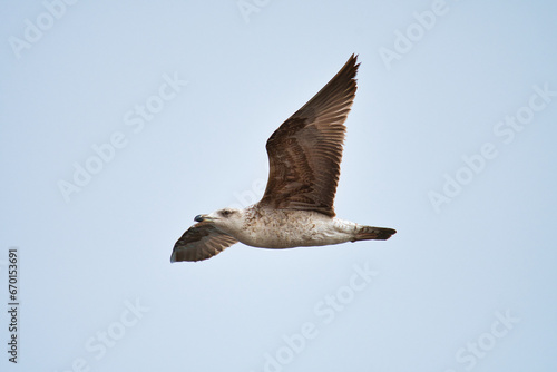 Seagull fly in the sky.
A Seagull bird fly in the sky near the coast, symbol of freedom, respect animal and nature