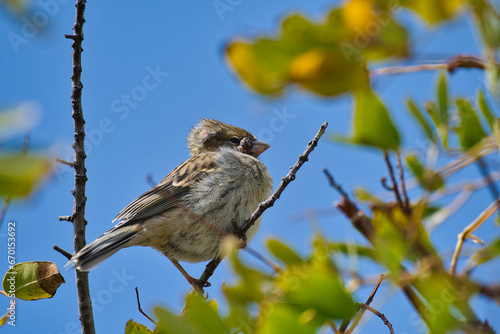 Canary bird on the tree.
A small Canary Bird relaxing on a tree whit a blue sky in the background.