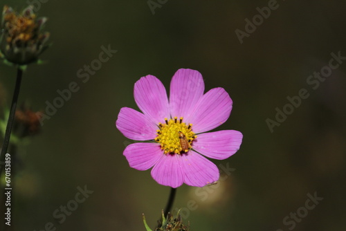 flor p  rpura con insecto en el centro