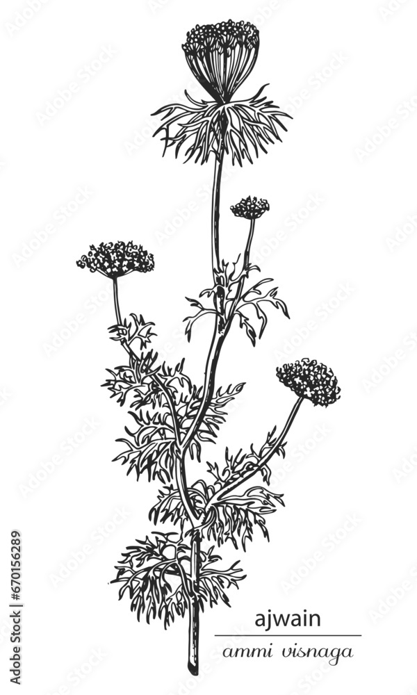 Ajwain. Latin name ammi visnaga. Botanical illustration of Ajwain. Monochrome ammi, black and white ammi hand drawing, ajwain sketch. Ajwain flowers vector silhouette Ajwain. Latin name ammi visnaga. Botanical illustration of Ajwain. Monochrome ammi, black and white ammi hand drawing, ajwain sketch. Ajwain flowers vector silhouette