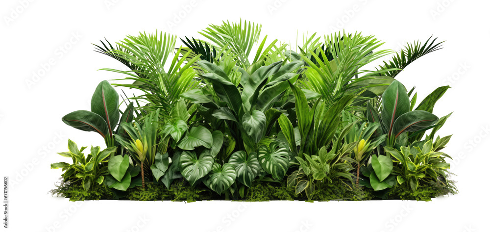 Green leaves of tropical plants bush (Monstera, palm, fern, rubber plant, pine, birds nest fern) floral arrangement  isolated on transparent background . PNG, cutout, or clipping path. - obrazy, fototapety, plakaty 