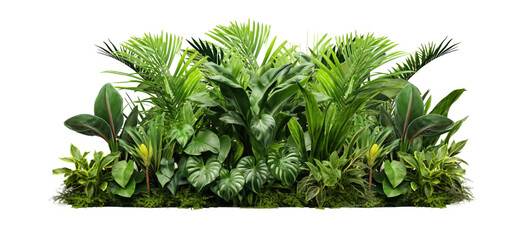 Green leaves of tropical plants bush (Monstera, palm, fern, rubber plant, pine, birds nest fern) floral arrangement  isolated on transparent background . PNG, cutout, or clipping path.