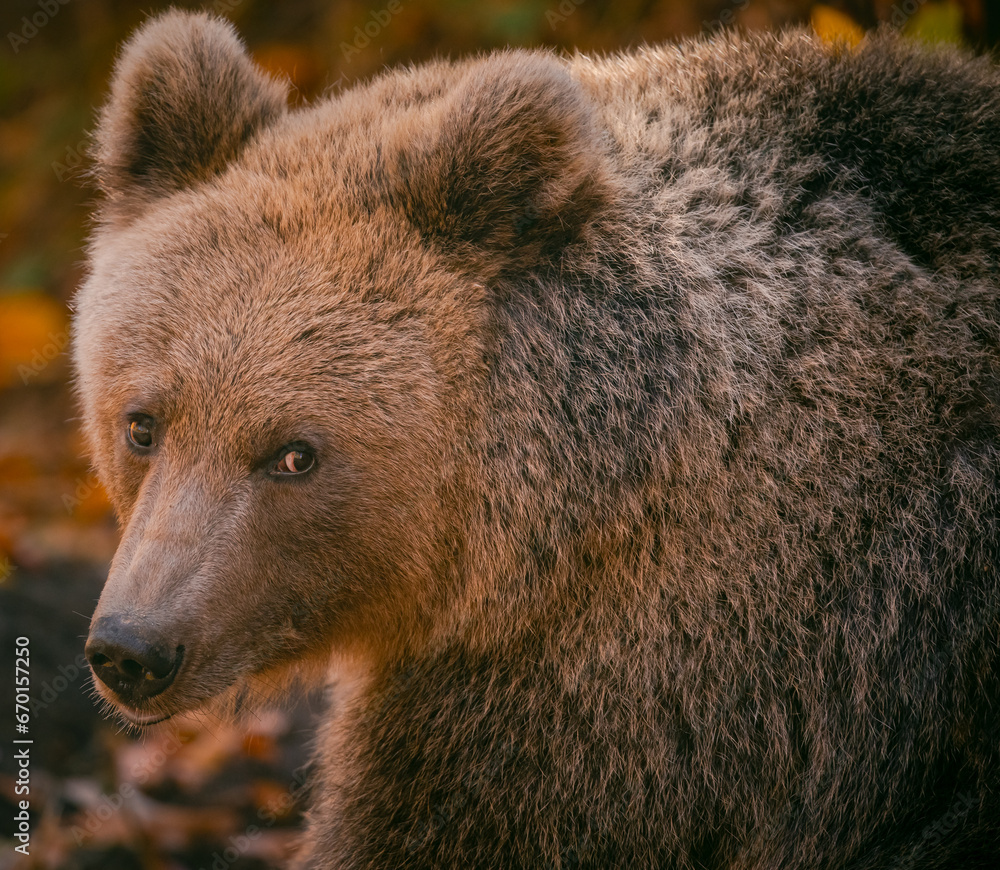 Obraz premium brown bear portrait