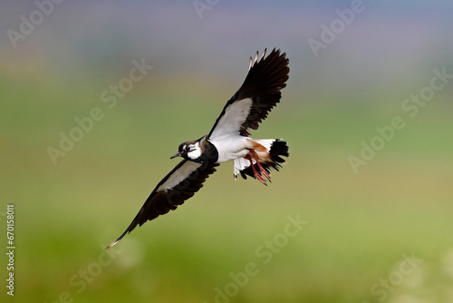 Kiebitz // Northern lapwing (Vanellus vanellus)  © bennytrapp