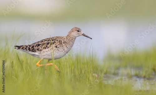 Ruff - female feeding at the wetland on the mating season in spring