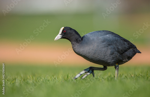 Eurasian coot - adult bird in spring