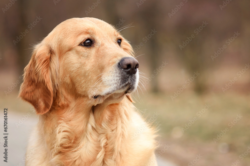 red dog golden retriever labrador puppy walks in the park in the fall. spring and dog red dog golden retriever labrador puppy walks in the park in the fall. spring and dog