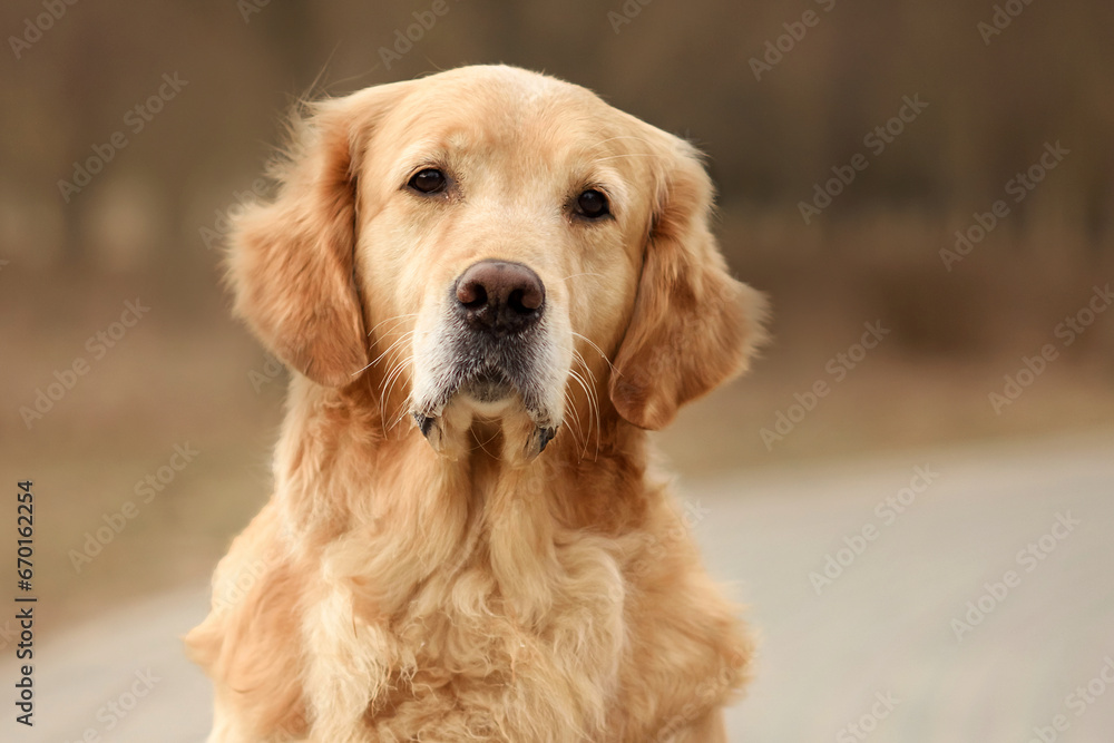 red dog golden retriever labrador puppy walks in the park in the fall. spring and dog