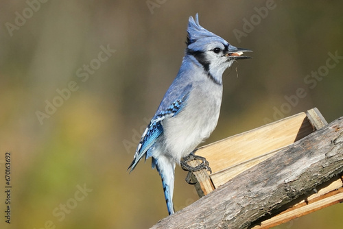 Blue Jays in fall colour flying, flapping or coming in for a landing on birdfeeder in fall photo