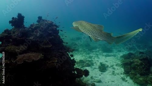 Amidst vibrant coral formations, a solitary Leopard Shark glides gracefully through the crystal-clear waters surrounding Lady Elliot Island in the Coral Sea