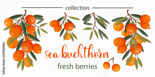 Sea buckthorn fresh berries collection. Vector illustration