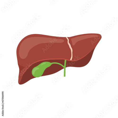 Human liver and gallbladder flat vector illustration