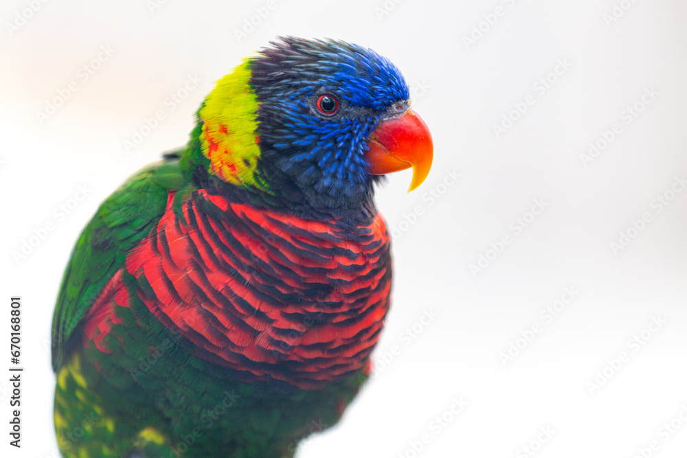 Naklejka premium rainbow lorikeet parrot