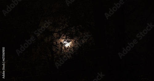spooky silhouette of crows on tree branches with moon shining among the thin clouds at dark sky photo